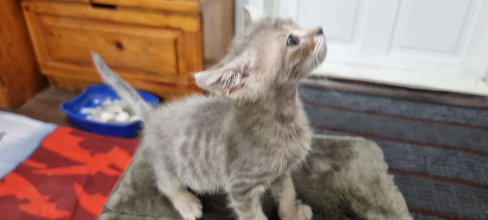 Отдам милого котёнка в добрые руки.