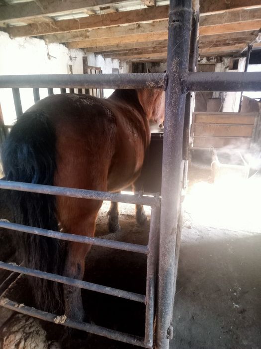 Бие семіз откормда тұр