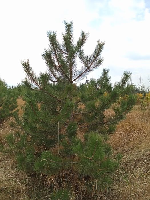 Сосны  крымские и обычные