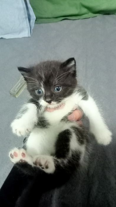 Котенок мальчик)