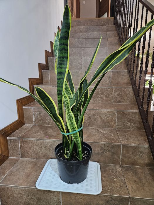 Сансиеверия домашние цветы