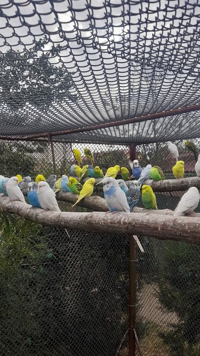 Papagali peruși de vanzare