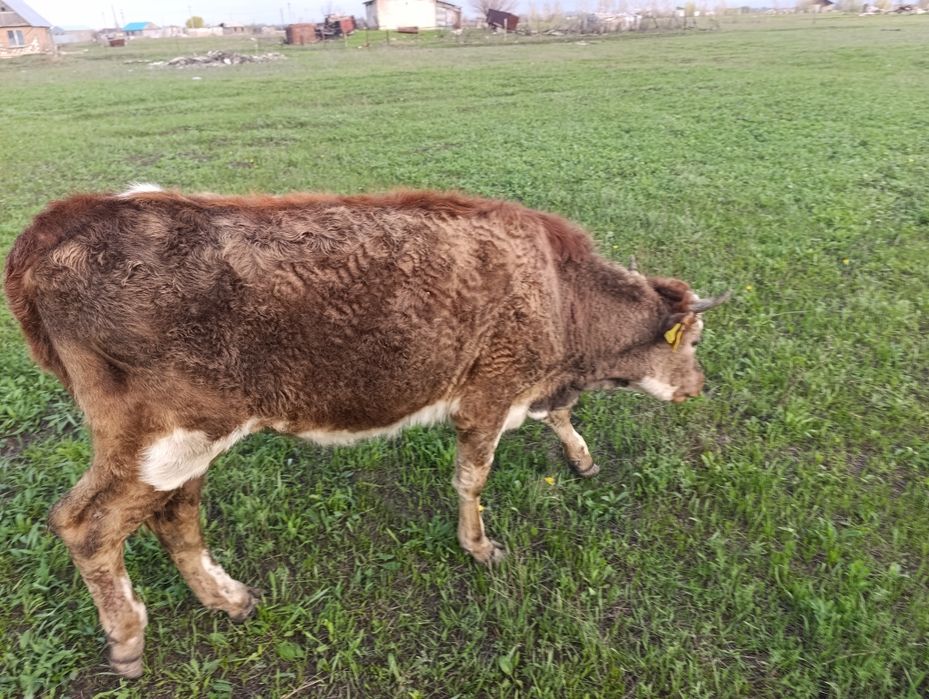 Продам телку 2 года