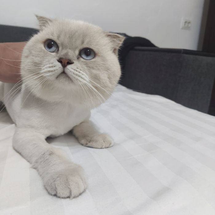 Отдадим в хорошие руки