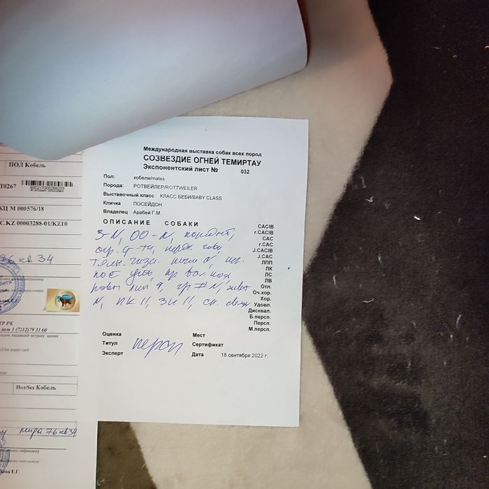 Нужна невеста ротвейлер