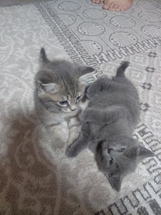 Отдам в добрые руки