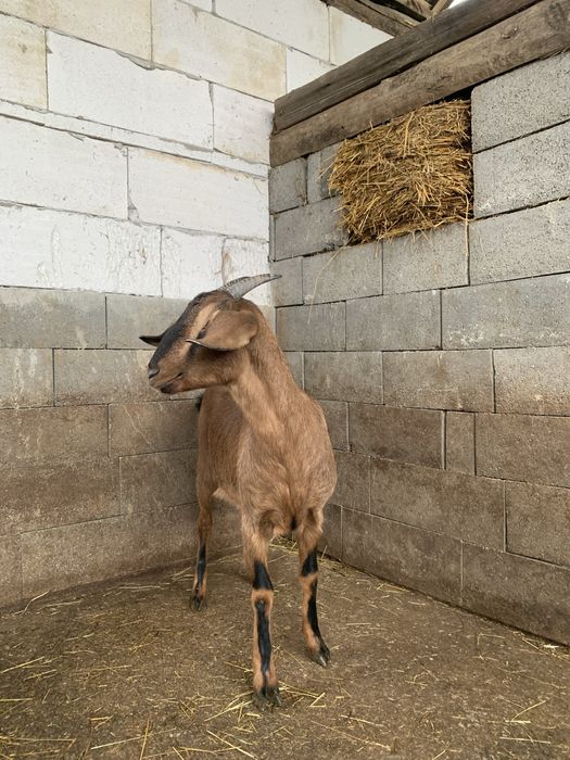 Vând doua capre gestante