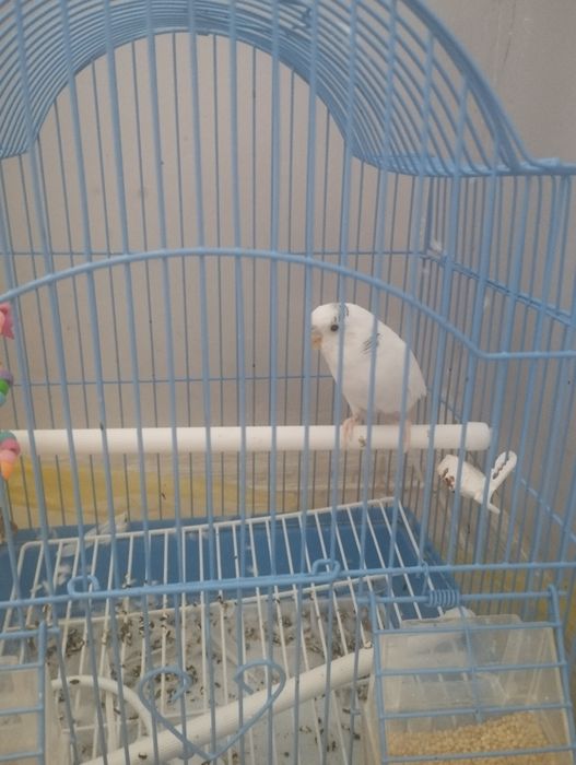 Попугай Птица бар.