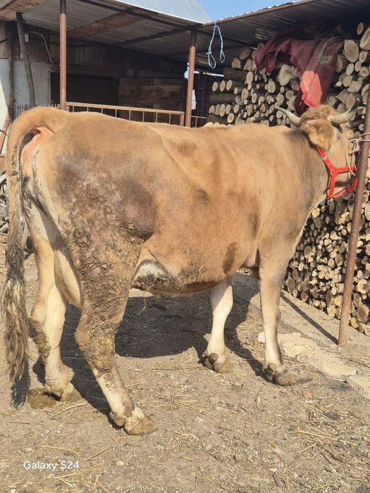 Vaca gestanta de vanzare