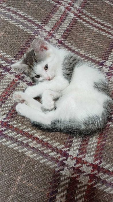 домашние кошки и котята!