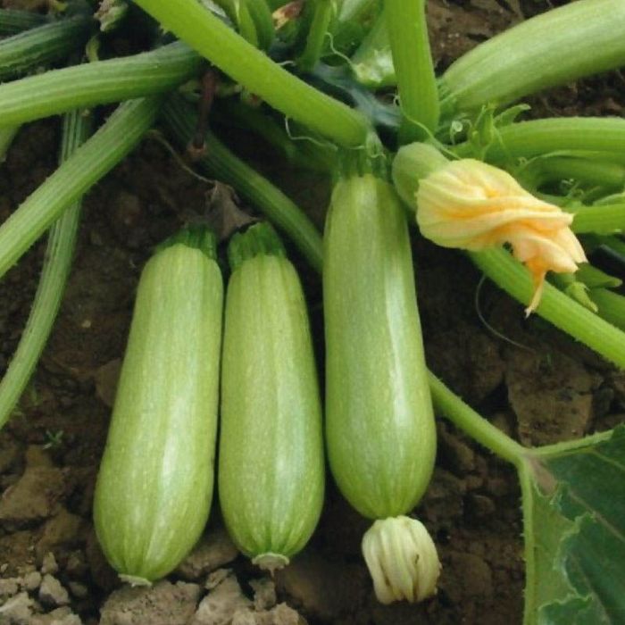 Продам кабачки домашние