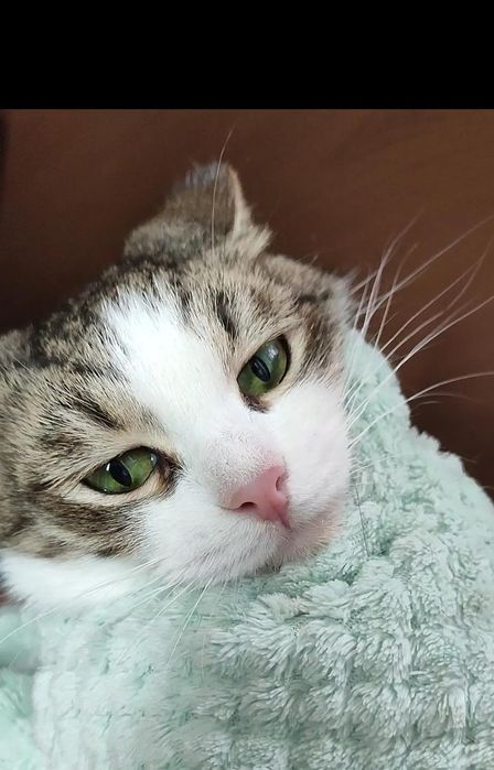 Кошка в добрые руки