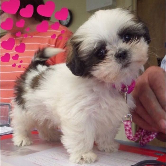 Shih tzu fetiță pedigree tip A