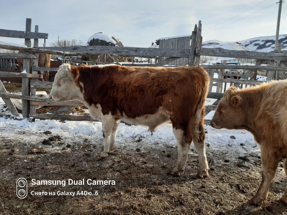 Торпақ палтырашка