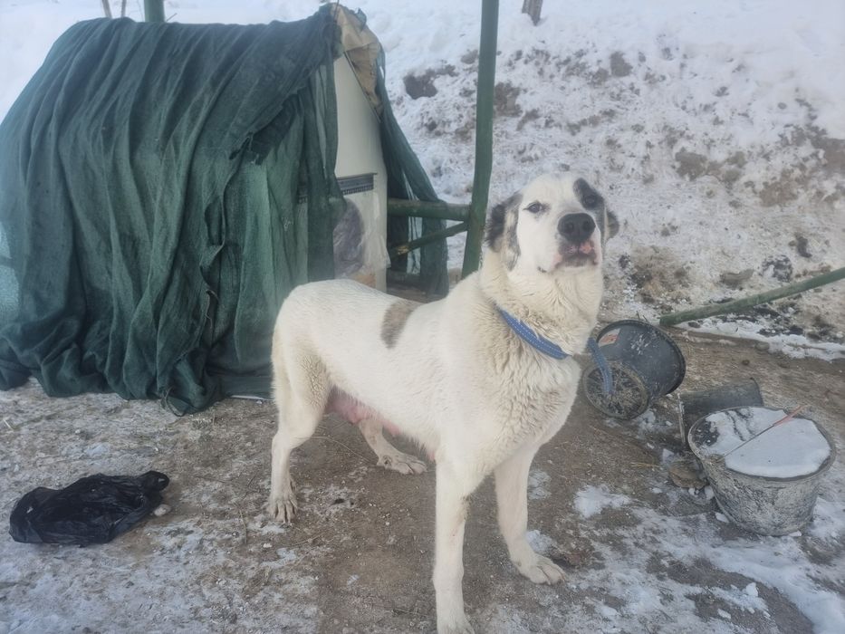 Алабай болалари сотилади