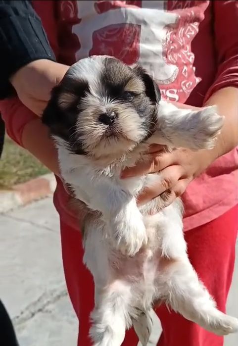 Shih tzu      t a l i e      m i c a
