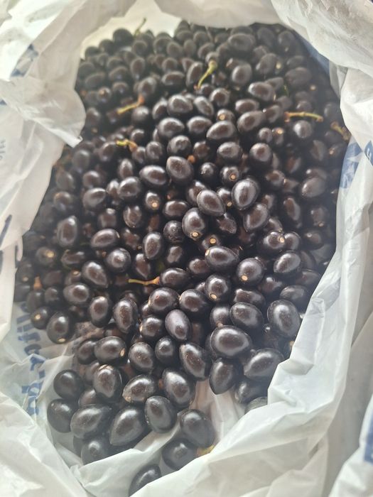 Семе дафинов лист