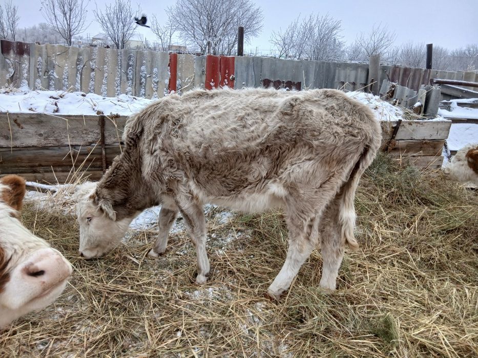 сиыр сатылады .багасы