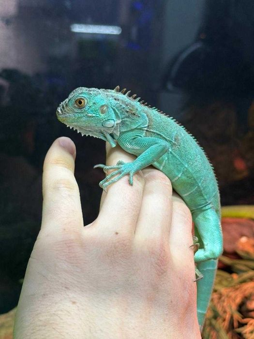 Игуаны разных окрасов в ЗООМИРЕ