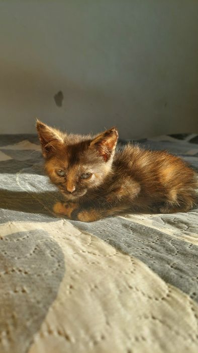 Котенок в хорошие руки