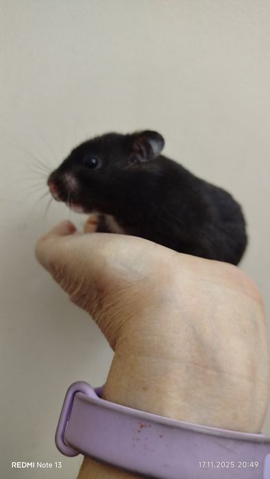 Хомячки ангорские