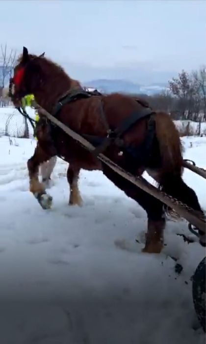 Vand cal castrat de 6 ani