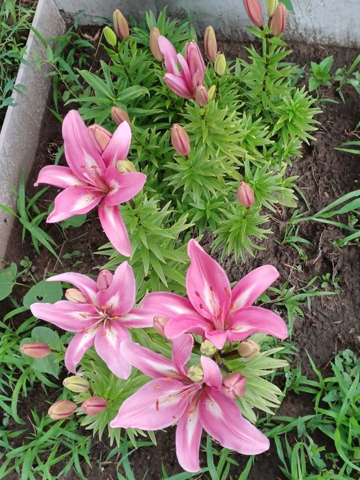 Продам дачу, недорого. В черте города.