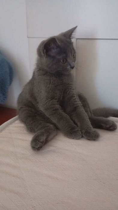 Британский котенок