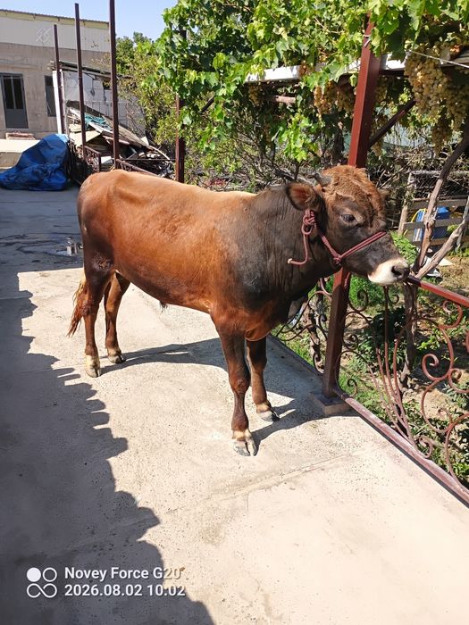 Buqachala sotladi buxoroda loshada diyosyoda kelp kurng kelshamz