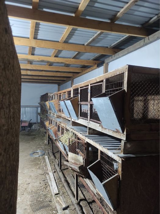 Продам кроликав как бизнес