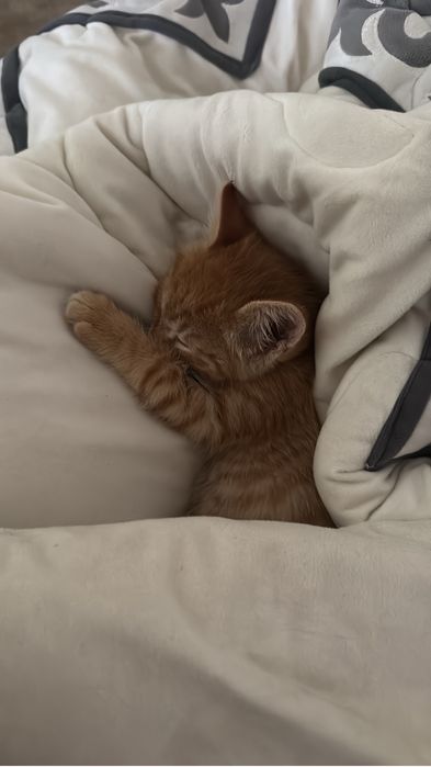 Милый котёнок ищет новый дом!