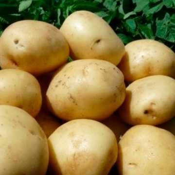 Продам семенной картофель.