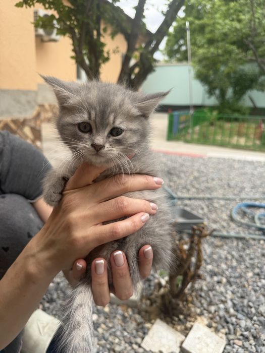 Котята Страйты породистые