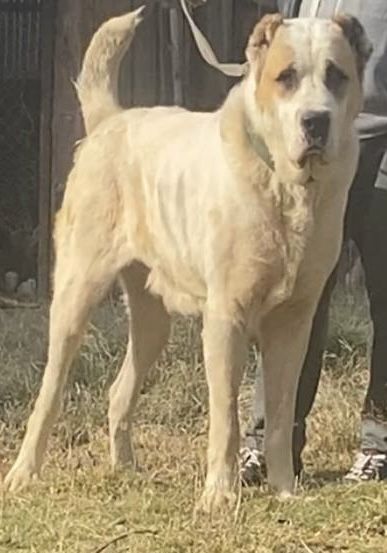 Продается Элитный щенок кобель