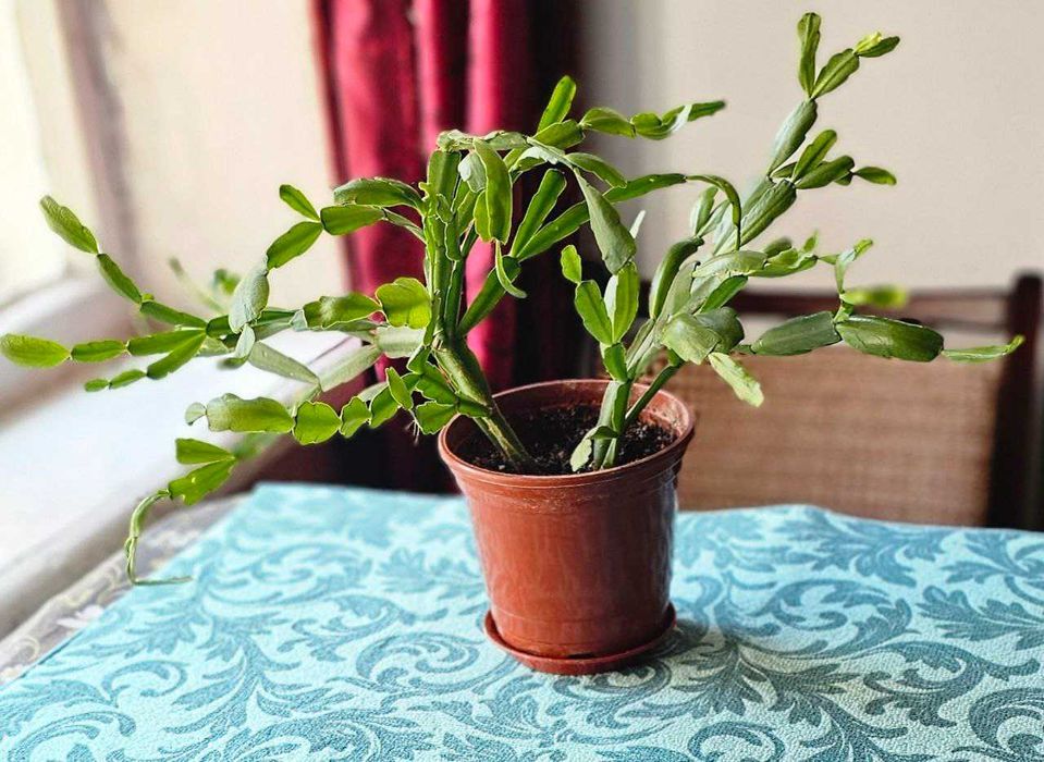 Продаётся декабрист.