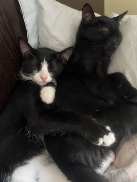 Отдаю котят в добрые руки