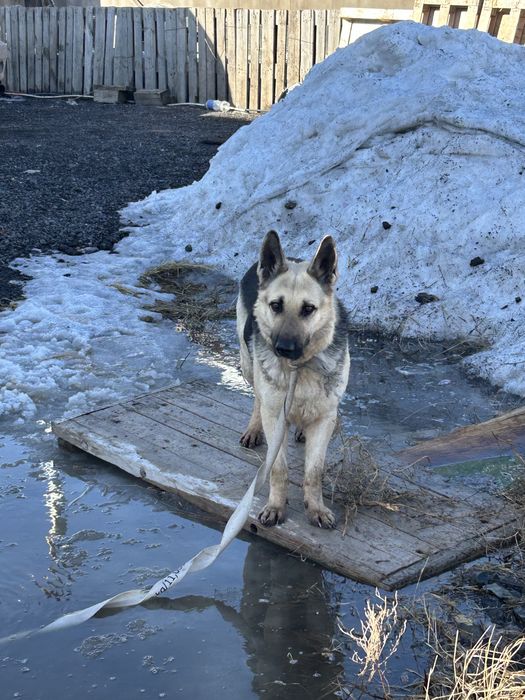 Овчарка оригинал