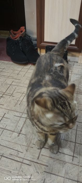 Отдам в хошии руки.