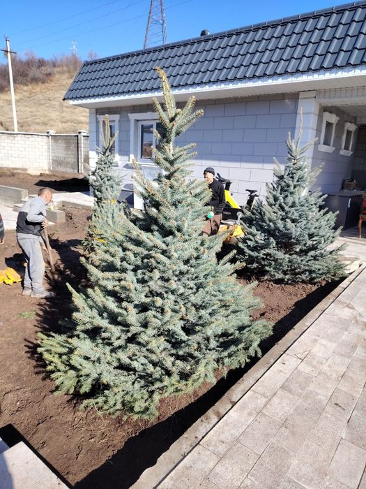 Пересадка выкопка посадка