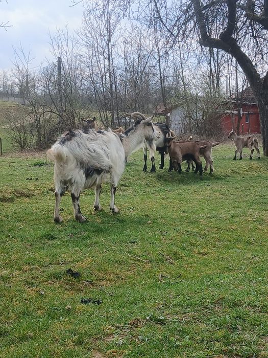 Vând sau schimb cu o vacă