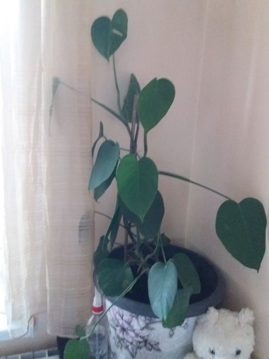 Продам  комнатное растение Монстеру