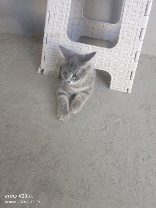 Котёнок 3 месяца