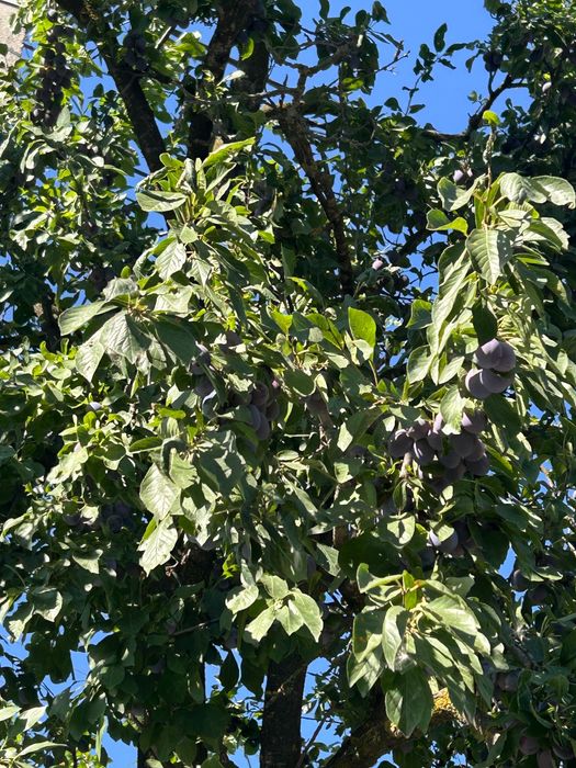 Vand prune din curte proprie