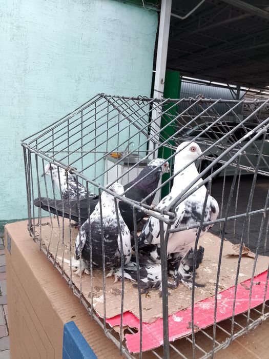 Голуби Сочи тараз