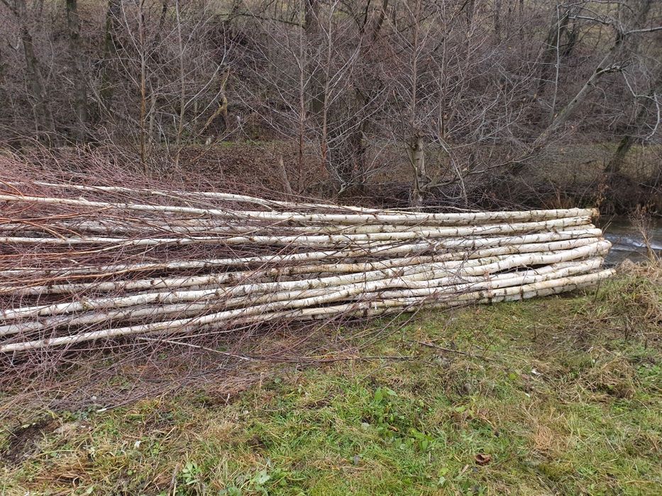 Mesteacan alb pentru decor. Trunchiuri