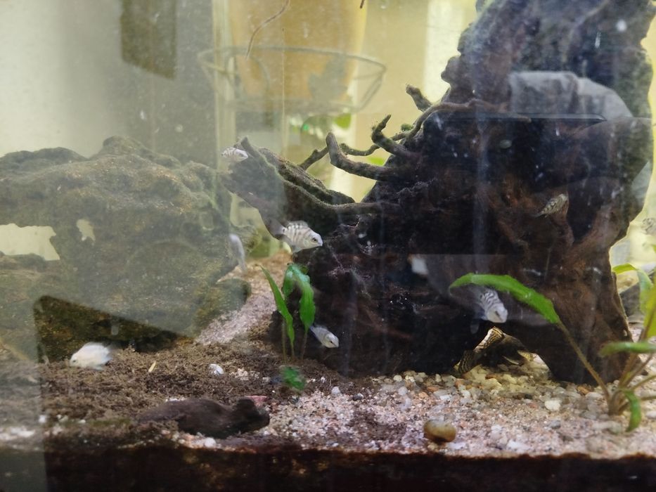 Сапфировые попугаи