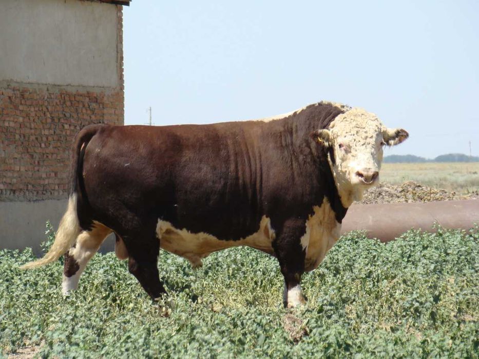 Продам племенного быка, 3 года порода Гелефорд