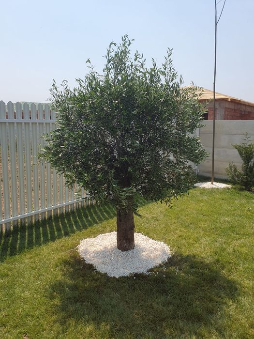 Maslin secular bătrân, orice dimensiune, Transport inclus