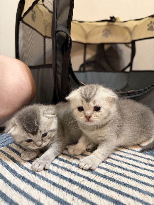 Котята скоттиш фолд