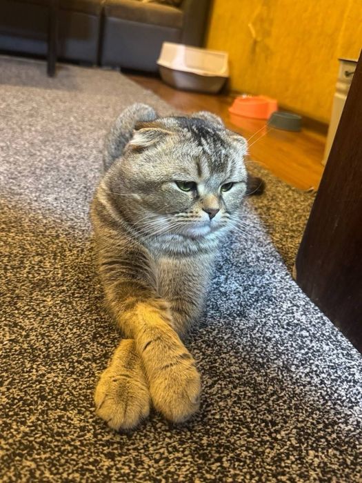 Тикированный SCOTTISH FOLD кот продам